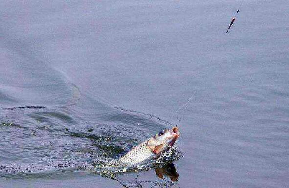 來長壽湖農(nóng)家樂釣魚